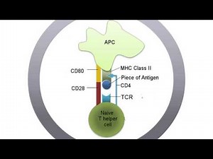 T cell activation