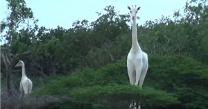 Conservationists Get First Footage Of Rare White Giraffes