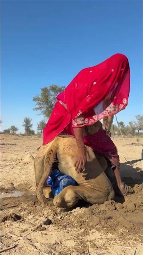 إنها تبرد الجمل بقطعة قماش تحته.