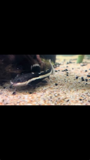 Understanding Size Differences in Snails and Red Tail Catfish