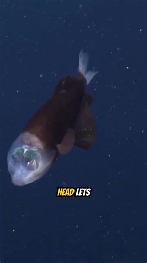 Top 5 Deep Sea Creatures That Look Alien