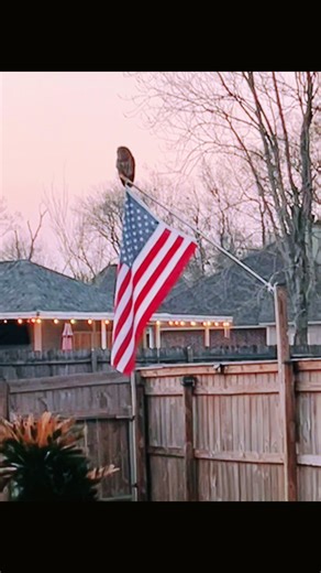 MimosasAndPolitics (@mimosasandpolitics)’s videos with Spirit in the Sky - Norman Greenbaum