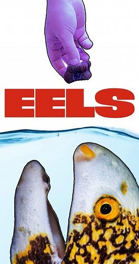 Eel ATTACK!