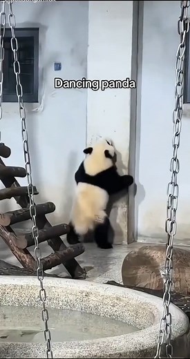 Dancing Panda Video: Adorable Moves You Can't Miss