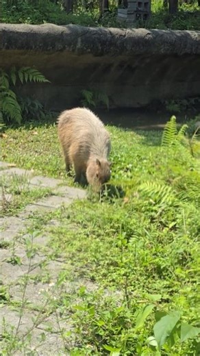 水豚Capybara/Taipei Zoo
