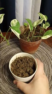 N'joy pothos in soil propagation#plants #houseplants