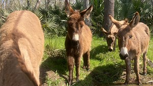One tank trip: Share an apple with a donkey on the prehistoric grounds of Stallings Island