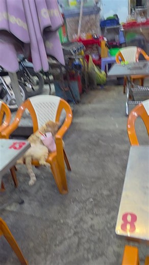 ăn ốc lâ'u hãi sãn gì không người đẹp