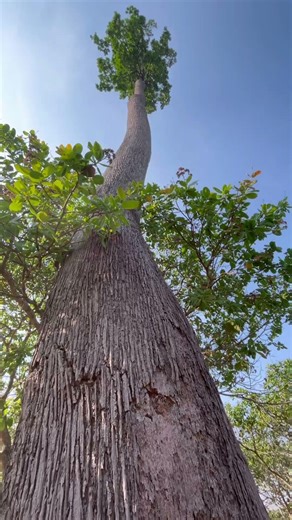 A big cherry tree grows very tall 🌿 #travellife #nature #worldexplorer #travel #waterfall #shorts