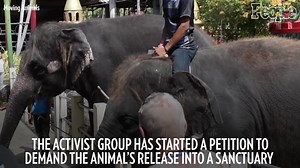 Real Life 'Dumbo': Footage Shows 'Skeletal' Baby Elephant Being Forced to Dance for Tourists