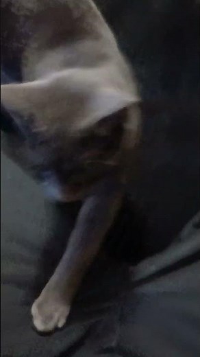 I taught a cat to play fetch part 2