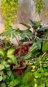Top 5 houseplants for small pots #houseplants #indooindoors #garden #plants #shorts #short #trending