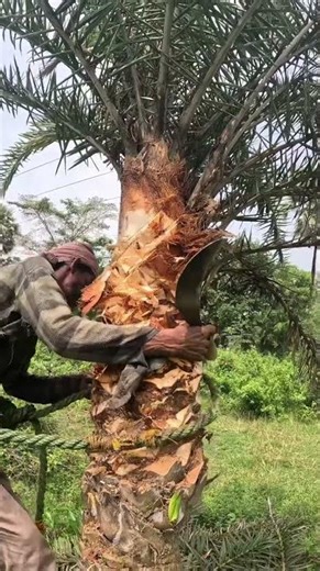 Bow military uniform hen of the woods pole rotisserie #Bow #MilitaryUniform #Hen Of The Woods #Pole