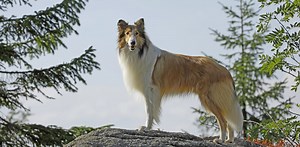 Lassie Come Home (again): remake of a classic is a reminder of our bond with pets