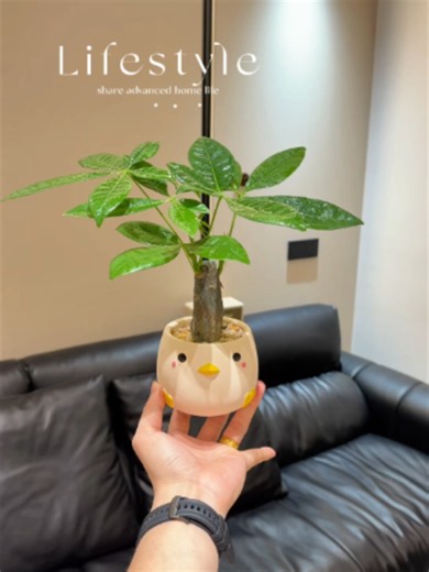 Cây Kim Ngân – biểu tượng của tài lộc và may mắn 🌿 Không chỉ dễ chăm sóc, xanh quanh năm mà còn giúp không gian thêm thư giãn, hút năng lượng tích cực và mang ý nghĩa giữ tiền giữ lộc cho gia chủ 💚✨ #caykimngan #kimngan #caycanhphongthuy #cayphongthuy #caycanhdep #trongcay #yeucaycanh #xuhuongtiktok #fyp #foryou #viral