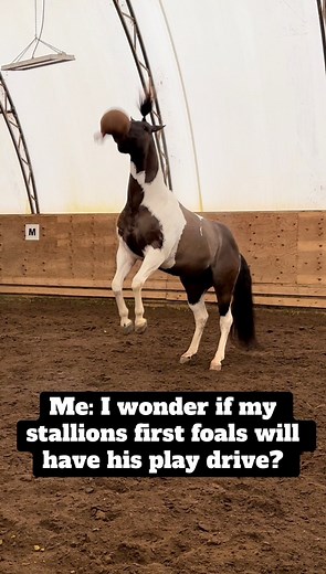 Mateo babies are his Mimi-Me’s 🤣😜🩵 #meriklewaters #minime #stallion #horsebreeding #horsepower #fblifestyle #funnyanimals #funnypets #horses #animallover | Merikle Waters Paints & Quarters