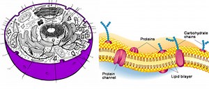 Structure & Function