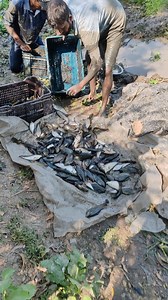 rural pure fishes | Amazing Fish Hunting