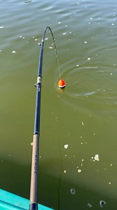 1.5M views · 5.2K reactions | Jak duża jest ta ryba樂? Max walczy z ogromnym sumem w rzece, a my chcemy poznać twoje zdanie: jak dużego myślisz, że jest ten sum? | Black Cat Fishing Polska | Facebook