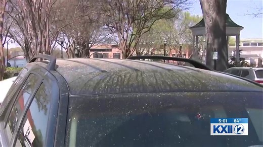 How to overcome allergies as Texoma sees high levels of tree pollen