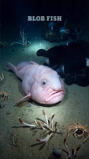 The Truth About the World's “Ugliest” Fish 😳 #shorts