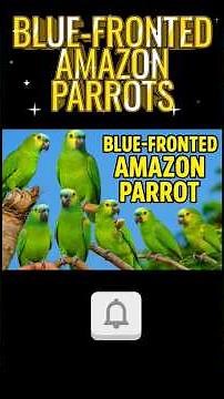 Blue-fronted Amazon Parrots are one of the most intelligent, colorful and entertaining parrot breeds