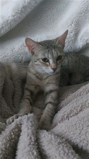 Cat Baking Some Fresh Biscuits 🍪