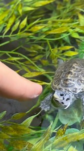 Tiny baby wif big chomps 😠🐢 🐢 🐢 ~~~~~~~~~~~~~~~~~~~~~~~~~ #fish #aquarium #aquatics #reptiles #reptile #turtle #turtles #diamondbackterrapin #Dbt #turtleroom #tortoise #tortoises #cute #pets #petsofinstagram #cuteturtles #babyturtles #redearslider #Terrapin #terrapins #pond #ponds #aquascape #landscape #spottedturtle #turtlepond #concentric #endangered #reptilesofinstagram | DanTheTurtleMan