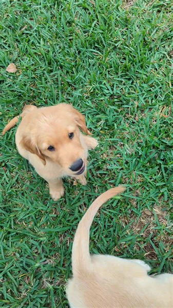 ✨Daily Training - Recall✨ | SW Retrievers