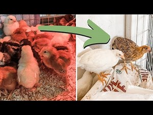 Are Your Chicks Ready to Move from the Brooder to the Coop?