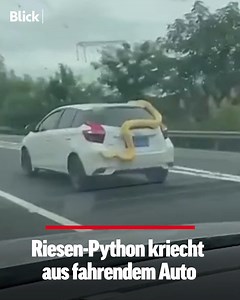 🇨🇳🐍 In China filmt ein Autofahrer, wie eine riesige Python aus einem fahrendem Auto kriecht. Das Tier schlängelt sich aufs Dach des Autos. Zeugen gehen davon aus, dass es sich bei der Schlange um das Haustier des Autofahrers handelt. Die Polizei sucht nach dem Besitzer. | Blick