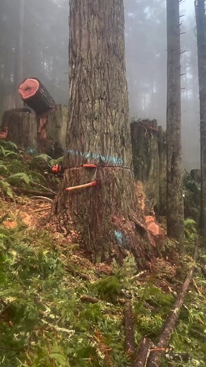 Double stack got it done ✅ good work#chainsaw #stihl #stihlchainsaw #woodworking #womenwoodworkers #logger #timberjack #DIY手作 #buildingfun #build #diyhome #homedecor #logging #homemade #aframehouse #DIY手作 #diyhome #chainsawman #chainsaw #joshuatree | Wood Worker