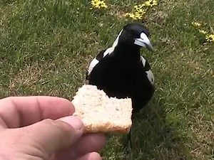 Hand Feeding The Cheeky Magpie Bird