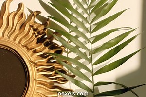 plant%20growing%20time%20lapse