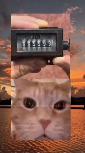 Laughing Cat Meme: Funny Cat Reacts in Viral Video