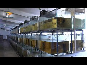 Crescătoria de pesti exotici - Jucu de Mijloc