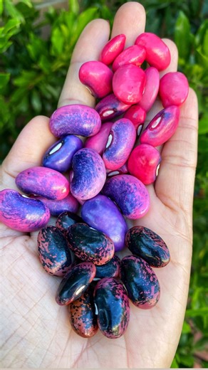 Sandra.Urbangarden on Instagram: "Scarlet runner beans are vibrant, fast-growing climbers that thrive in sunny gardens—just plant the seeds after the last frost, give them something to climb, and enjoy their lush foliage, bright red flowers, and tasty pods all summer long."