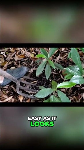 Grow Your Own Nutmeg Tree: Easy Planting Guide! #shorts
