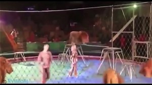 Animals vs Humans Extreme attacks compilation