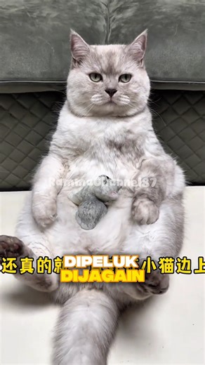 "Imagine... a mother cat claims to have a baby, when it's just a doll 😭🐱" #shorts #cat