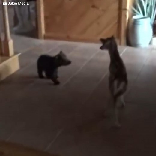 3M views · 37K reactions | Un bébé ours a rencontré quelqu'un d'inattendu : un bébé cerf. Tous deux vivent dans une ferme pour animaux rescapés, mais ils n'avaient jamais été ensemble auparavant. Le bébé ours a essayé de s'approcher timidement, mais la peur a eu raison de lui. Puis il a eu une seconde chance, et ils ont ainsi donné lieu à un moment qui a vite fait le buzz à tel point c’était mignon. | Le Kiwi | Facebook