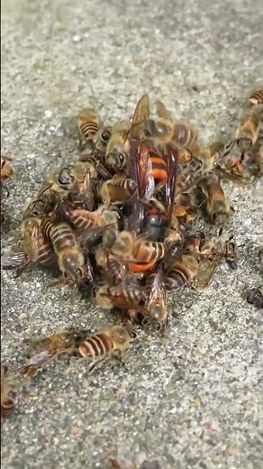 Disrupting a Hot Defensive Bee Ball: Giant Hornet Revealed