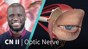 66K views · 57 shares | In the second of our NEW Anatomy Dissected series, Dr. Chukwudi Ekomaru examines Cranial Nerve II (the optic nerve), and how it's responsible for our perception of vision. | Complete Anatomy | Facebook