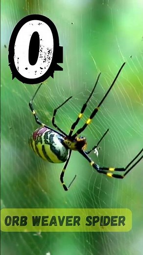 ABC Insect Phonics Song for Kids | A to Z Bugs & Crawlers | Learn Alphabet & Sounds | UZR Learning