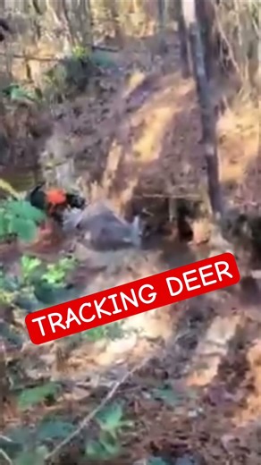 Tracking DEER #hunting #viral #deerhunting #outdoors #deertrackingdog #dogs #shorts