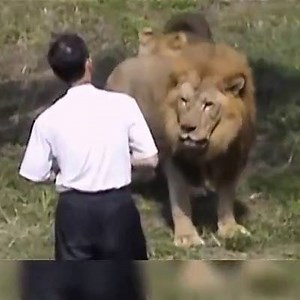 Unstable Man Jumps into Zoo’s Lion Exhibit | AnimalsWow