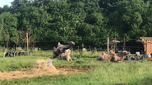 Der er flere der har spurgt om hvordan kameler så parrer sig når nu hannerne har sådan et spøjst kønsorgan. Der kan jeg hurtigt fortælle at det ikke foregår med rødvin og stearinlys😂 Kamel hanner er faktisk en slags voldtægtsforbrydere for de venter på at hunnen lægger sig ned og så sniger de sig om bag ved hende og når hun er uopmærksom springer han op bagpå og holder hende fast så hun ikke kan rejse sig og så foregår parringen. Det ser ikke videre elegant ud😂 Denne video viser Aladdin og Yas