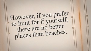 Which Beaches Can You Find the Most Driftwood