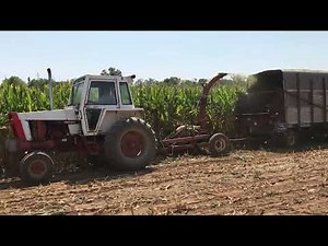 Chopping silage with a 770 Case and 717 new Holland chopper