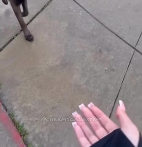 X: Que bonito está tu perro Mi perro: | Cheems Galaxy